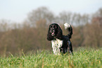 standing English Springer Spaniel