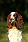 English Springer Spaniel Portrait