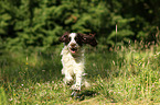 running English Springer Spaniel