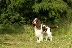 standing English Springer Spaniel