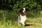 running English Springer Spaniel