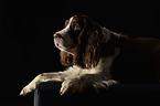 lying English Springer Spaniel