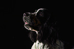 English Springer Spaniel Portrait