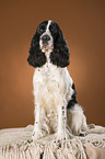 sitting English Springer Spaniel