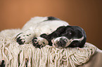 lying English Springer Spaniel