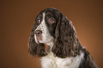 English Springer Spaniel Portrait