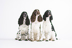 3 English Springer Spaniel