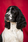 English Springer Spaniel Portrait