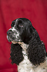 English Springer Spaniel Portrait