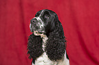 English Springer Spaniel Portrait