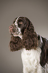 English Springer Spaniel Portrait