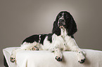 lying English Springer Spaniel