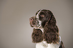 English Springer Spaniel Portrait