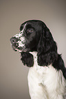 English Springer Spaniel Portrait