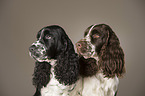 2 English Springer Spaniel