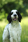 English Springer Spaniel Portrait