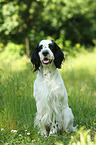 sitting English Springer Spaniel