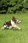 retrieving English Springer Spaniel