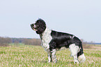 English Springer Spaniel