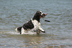 playing English Springer Spaniel