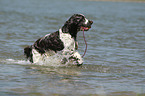 playing English Springer Spaniel