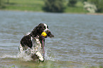 playing English Springer Spaniel