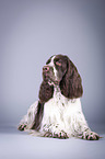 lying English Springer Spaniel