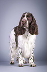 standing English Springer Spaniel