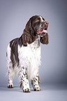 standing English Springer Spaniel