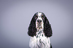 English Springer Spaniel Portrait