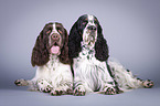 two English Springer Spaniels