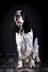 standing English Springer Spaniel