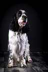 standing English Springer Spaniel