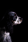 English Springer Spaniel Portrait