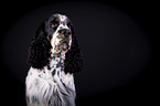 English Springer Spaniel Portrait