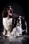 two English Springer Spaniels