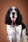 English Springer Spaniel Portrait