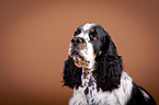 English Springer Spaniel Portrait