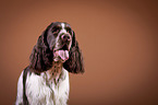 English Springer Spaniel Portrait