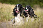 two English Springer Spaniels