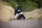 playing English Springer Spaniel