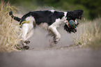 playing English Springer Spaniel