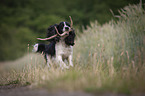 running English Springer Spaniel