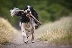 playing English Springer Spaniel