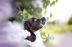 English springer spaniel in lilac