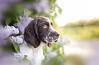 English springer spaniel in lilac