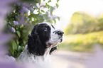 English springer spaniel in lilac