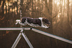 English Springer Spaniel