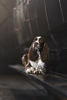 English Springer Spaniel