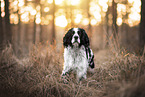 English Springer Spaniel